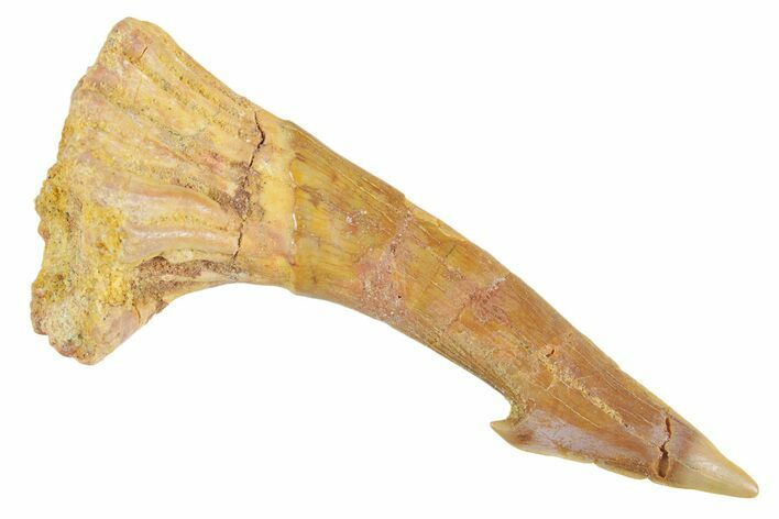 Fossil Sawfish (Onchopristis) Rostral Barb - Morocco #356406